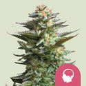 Amnesia Haze (Royal Queen Seeds) femminizzata