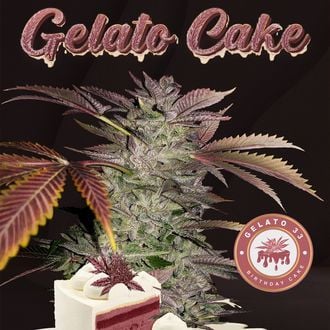 Gelato Cake (T.H.Seeds) femminizzata