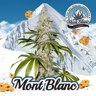 Mont Blanc (T.H.Seeds) femminizzata