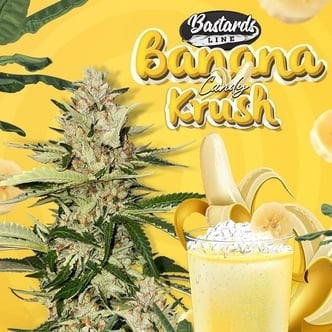 Banana Candy Krush (T.H.Seeds) femminizzata