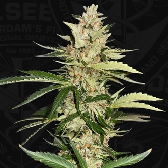 Banana Candy Krush (T.H.Seeds) femminizzata