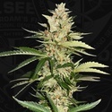 Banana Candy Krush (T.H.Seeds) femminizzata
