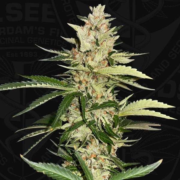 Banana Candy Krush (T.H.Seeds) femminizzata