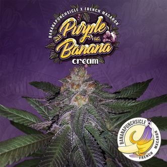 Purple Banana Cream (T.H.Seeds) feminized