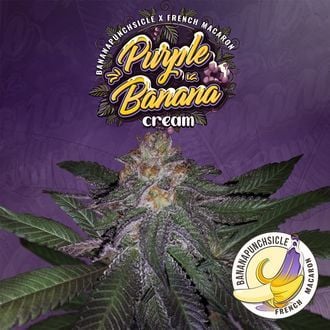 Purple Banana Cream (T.H.Seeds) femminizzata