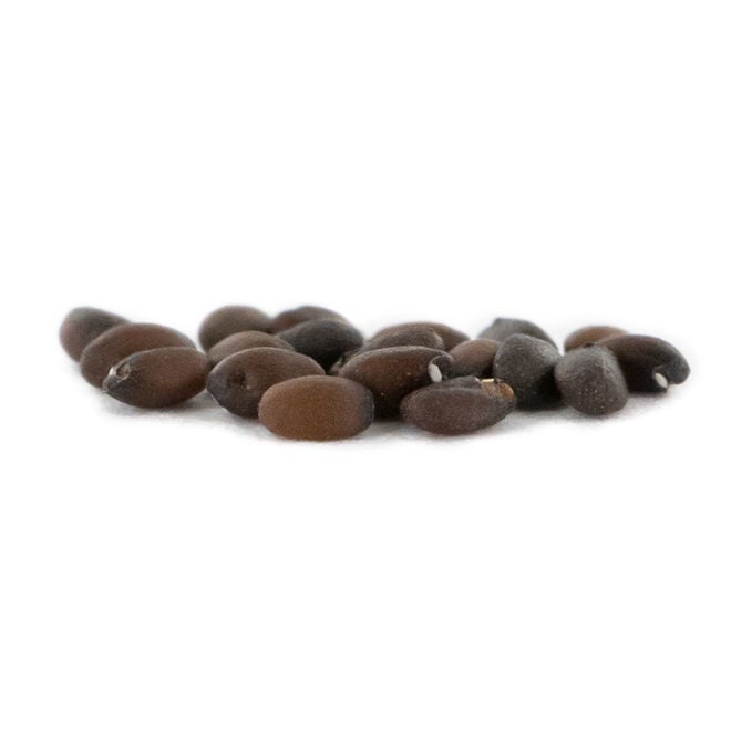 300 Semi Di Erba Gatta (Nepeta Cataria) - Resistente Alla Siccità, Attrae Impollinatori | Per Gatti E Giardino - Foto 2