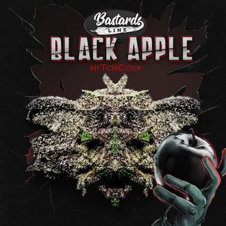 Black Apple Hitchcock (T.H.Seeds) femminizzata
