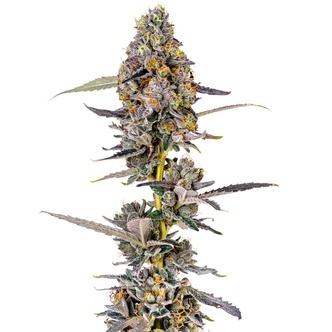 Cherry Mac Muffin (Growers Choice) femminizzata