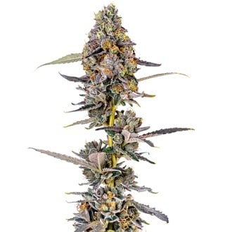 Cherry Mac Muffin (Growers Choice) femminizzata