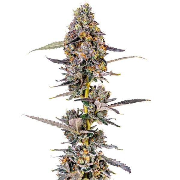 Cherry Mac Muffin (Growers Choice) femminizzata