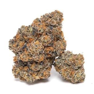 King Louis Garcia (Growers Choice) femminizzata