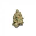 Apple Fritter Autoflower (Growers Choice) femminizzata