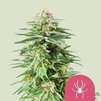 White Widow (Royal Queen Seeds) femminizzata