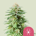 White Widow (Royal Queen Seeds) femminizzata