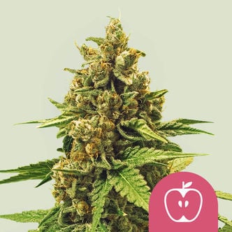 Apple Fritter (Royal Queen Seeds) femminizzata