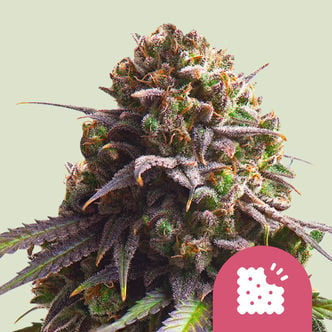 Biscotti (Royal Queen Seeds) femminizzata