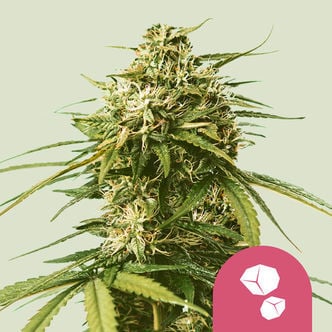 Gushers (Royal Queen Seeds) femminizzata
