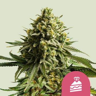 Wedding Cake (Royal Queen Seeds) femminizzata