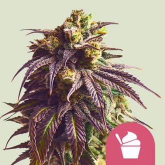 Sundae Driver (Royal Queen Seeds) femminizzata