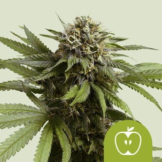 Apple Fritter Automatic (Royal Queen Seeds) femminizzata