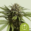 Apple Fritter Automatic (Royal Queen Seeds) femminizzata