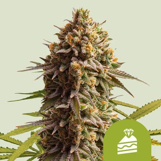 Wedding Cake Automatic (Royal Queen Seeds) femminizzata