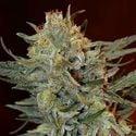 Amnesia Lemon Kush (Garden of Green) femminizzata