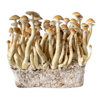 B+ - Siringa di Coltura Liquida (Acid Shroomz)