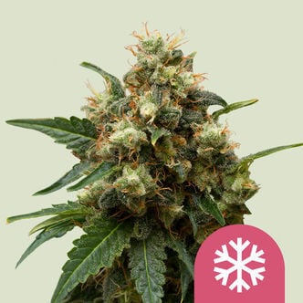 Ice (Royal Queen Seeds) femminizzata