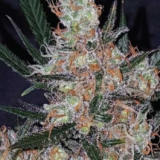 Diesel Berry Cough (Garden of Green) femminizzata