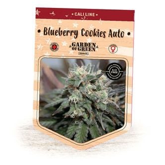 Blueberry Cookies Auto (Garden of Green) femminizzata