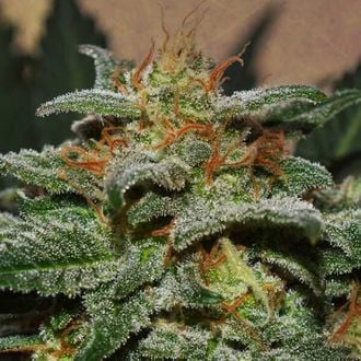 Sweetberry Cough Auto (Garden of Green) femminizzata