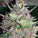 Violet Kush Auto (Garden of Green) femminizzata