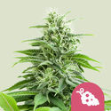 Fruit Spirit (Royal Queen Seeds) femminizzata