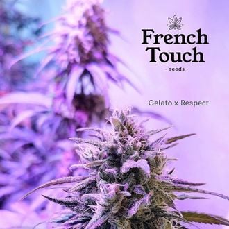 Respeto (French Touch Seeds) femminizzata