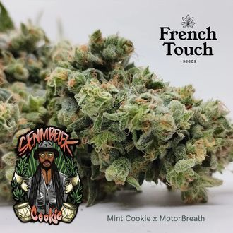 Senmbelek Cookie (French Touch Seeds) femminizzata