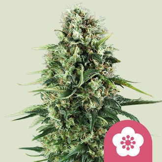 Power Flower (Royal Queen Seeds) femminizzata