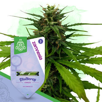 Fruity Pack - Varietà femminizzate