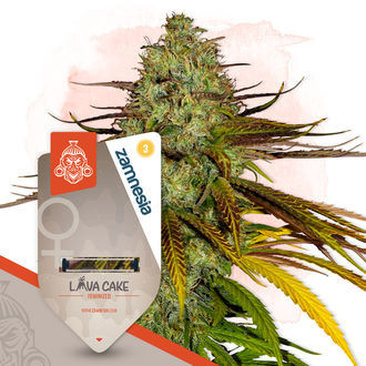 Chocolate Cake Pack - Varietà Femminizzate