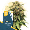 Canna-Curious Pack - Varietà Femminizzate