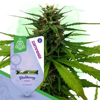 Coffeeshop Classics Pack - Varietà Femminizzate