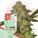 Kings of Kush Pack - Varietà Femminizzate