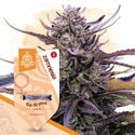 Kings of Kush Pack - Varietà Femminizzate