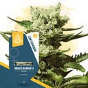 Kings of Kush Pack - Varietà Femminizzate