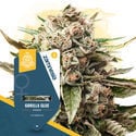 Super THC Pack - Varietà femminizzate