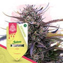 Super THC Pack - Varietà femminizzate