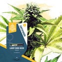 Super THC Pack - Varietà femminizzate