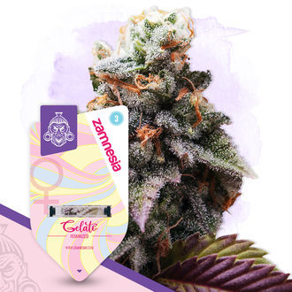 Sugar Rush Pack - Varietà Femminizzate