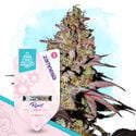 Terpene Dream Pack - Varietà Autofiorenti