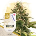 Super THC Pack - Varietà autofiorenti